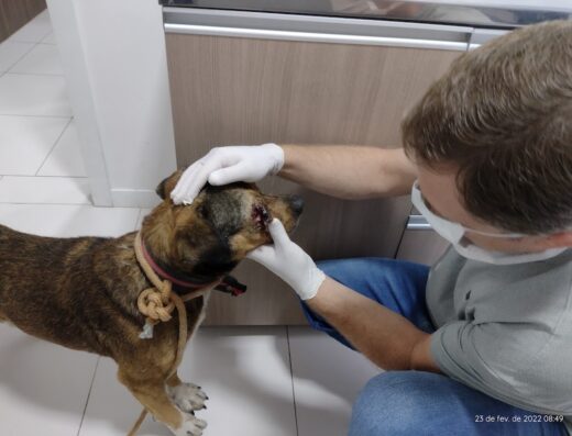 Clínica Veterinária Animal Vet