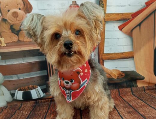 Clínica Veterinária Pet Family