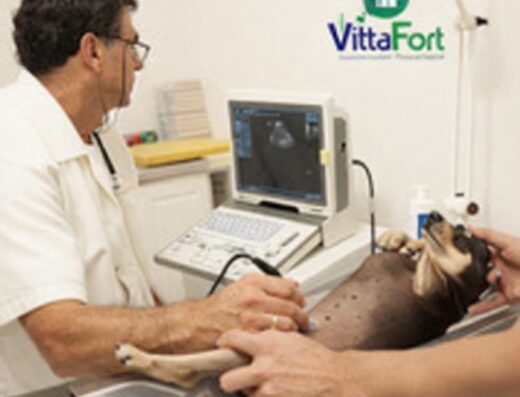 Clínica Veterinária VittaFort