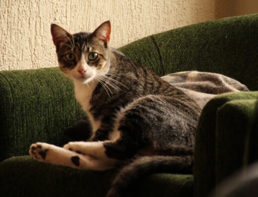 CuidaCat