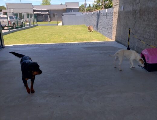 Vetcenter Clínica Veterinária